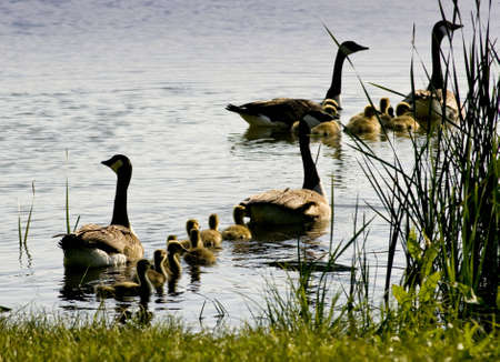Geese with Babies on the Lakeの写真素材