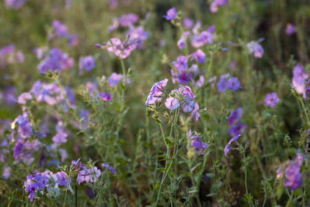 Field of Pink Road Flowers