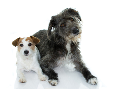 CUTE COUPLE OF WHITE AND BLACK DOGS LYING DOWN ISOLATED ON WHITE BACKGROUND. STUDIO SHOT. COPY SPACE.の写真素材