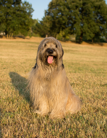 CATALAN SHEEPDOG STICKING OUT TONGUE ON SUMMER HEATの写真素材