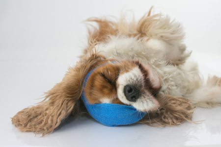 ADORABLE CAVALIER CHARLES SICK ROLLING ON THE FLOOR WITH BLUE BANDAGE AND EYES CLOSED ISOLATED ON WHITE BACKGROUNDの写真素材