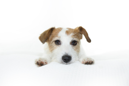 ADORABLE JACK RUSSELL DOG RESTING ON BED ISOLATEDの写真素材
