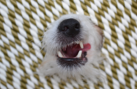 ANGRY DOG MOUTH CLOSE UP WITH TONGUE OUT AND GOLDEN STRAWS BACKGROUNDの写真素材