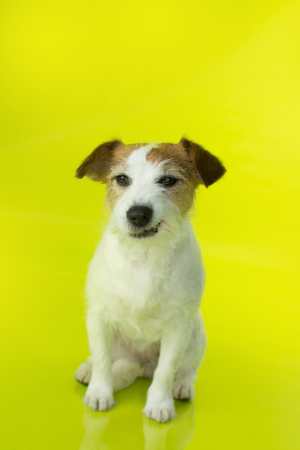 ANGRY  AND FURIOUS JACK RUSSELL DOG SITTING ON YELLOW BACKGROUND ISOLATED.の写真素材