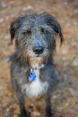 ANGRY LOOKING AMBER ORANGE EYES OF A BLACK WET DOG ON BROWN NATURAL BACKGROUNDの写真素材