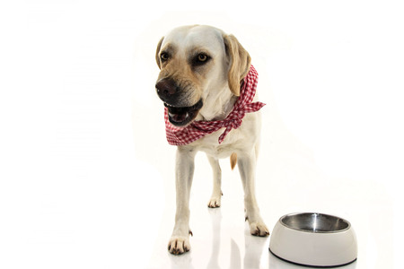 ANGRY DOG EATING. LABRADOR PUPPY ASKING FOR FOOD OR PROTECTING TERRITORY BY INSTINCT AND SHOWING TEETH. ISOLATED SHOT AGAINST WHITE BACKGROUND.の写真素材