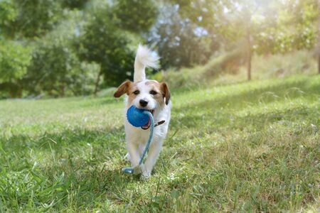 Jack russell dog playing in the fieldの写真素材