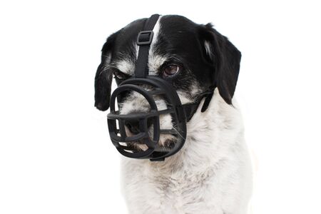 White dog with muzzle on whiteの写真素材