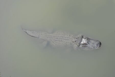 Crocodile in milky waterの写真素材