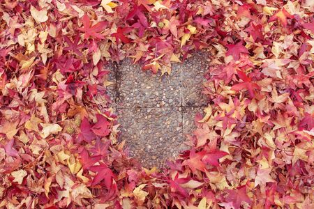 Colorful leaves with heart in the middleの写真素材