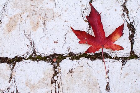 AUTUMN BACKGROUND.  RED FALL LEAF ON THE GROUND.の写真素材