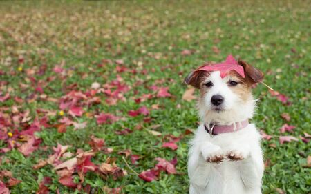 Dog standing on two hind leg in open fieldの写真素材