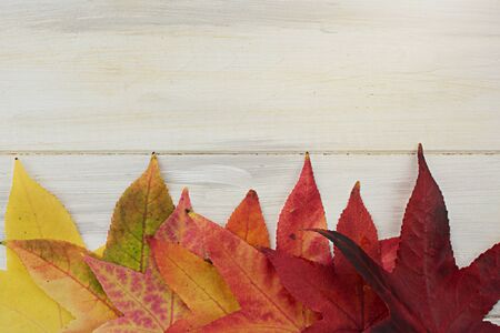 Autumn colorful leaves on wooden boardの写真素材