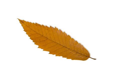 Sweet chestnut leaf (Castanea sativa) in autumn colour, isolated on white.の写真素材