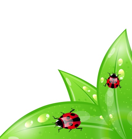 Illustration ecology background with ladybugs on leaves - vectorのイラスト素材