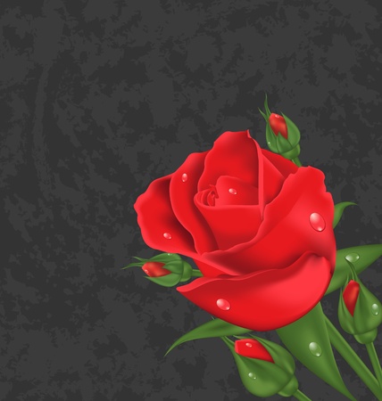 Illustration beautiful rose isolated on grunge backgroundのイラスト素材