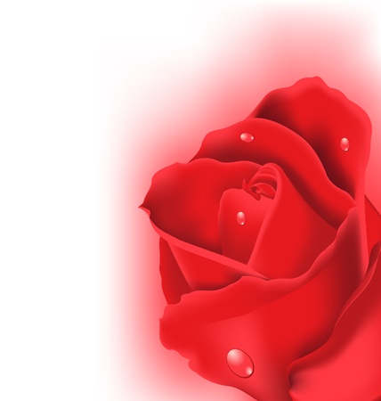 Illustration red rose for design your celebration cardのイラスト素材