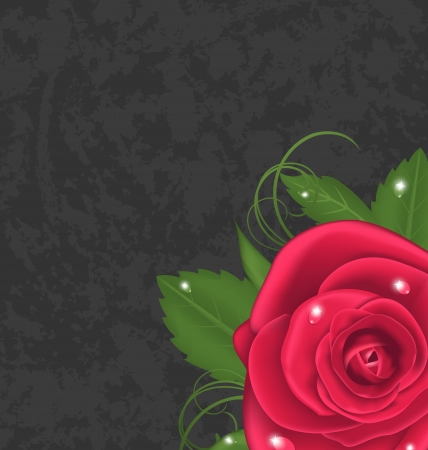 Illustration beautiful rose isolated on grunge background のイラスト素材