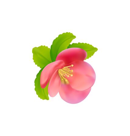 Illustration flower of Japanese Quince (Chaenomeles japonica) isolated on white background - vectorのイラスト素材