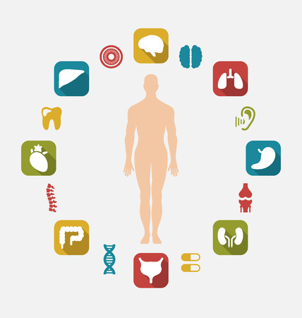 Illustration Info graphic of Internal Human Organsのイラスト素材