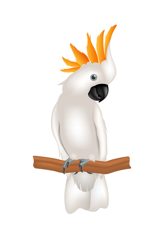 Mollucan Cockatoo Parrot On Branch, Exotic Bird with Crest Isolated on White Background - Illustration Vectorのイラスト素材