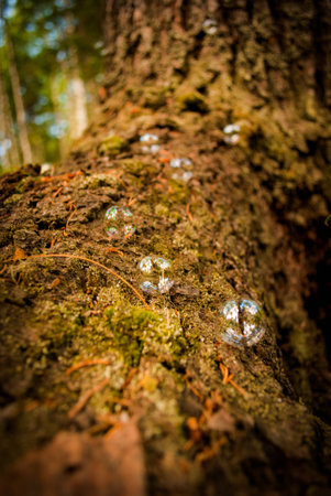a lot of soap bubbles on the blur nature backgroundの写真素材