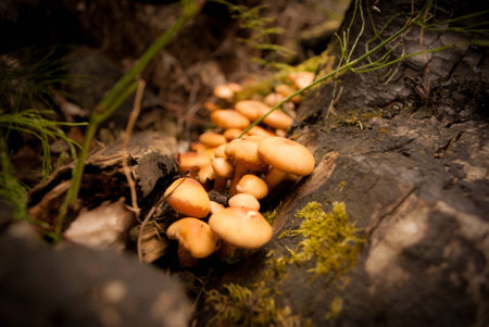 A group of tiny orange mushrooms grows on a log aside a hiking trail in North Carolinaの写真素材