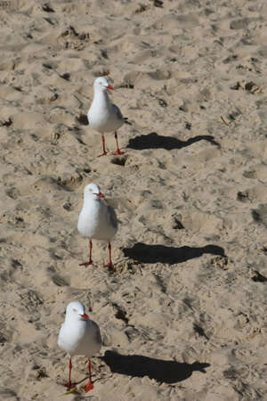 seagulls in rowの写真素材