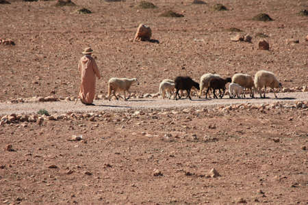 Shepherd in desertの写真素材