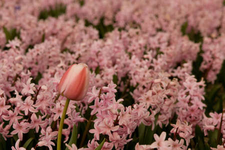 One pink tulip surrounded by hyacinths
