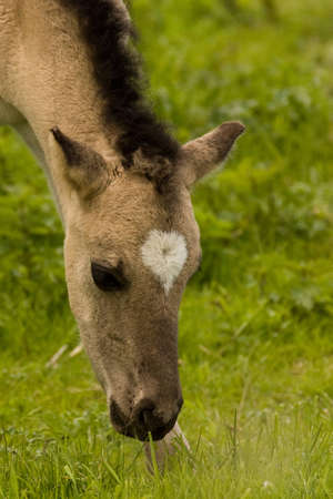 Foal is grazingの写真素材