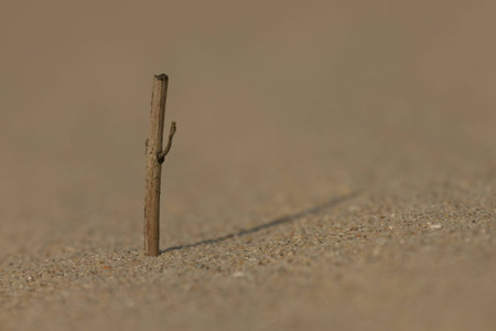 Still life at the beachの写真素材