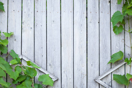 Light wood Board with vine backgroundの写真素材