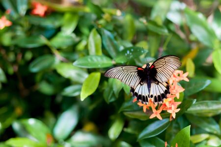 Butterfly flying over flower