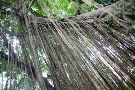 Monkey Forest Park in Ubud, Bali, Indonesiaの写真素材