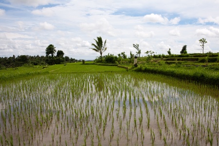 Famous rice fields, Bali, Indonesia