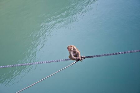 The monkey on a rope over the waterの写真素材