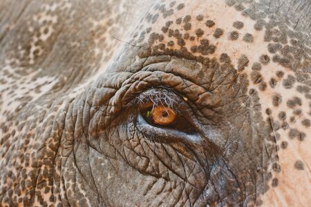 Elephant skin near by eye, textureの写真素材