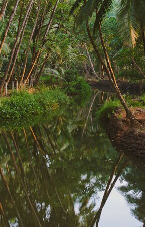 Tropical river in Goa, Indiaの写真素材