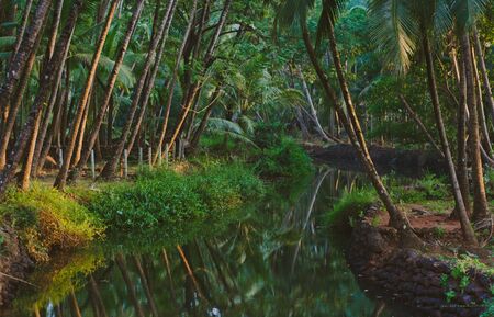 Tropical river in Goa, Indiaの写真素材
