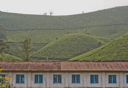 Traditional tea plantation in Kerala, India