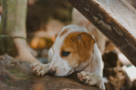 Homeless puppies in Indiaの写真素材