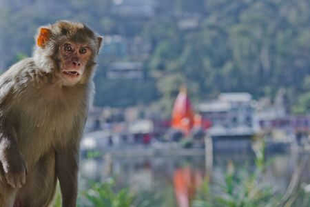 Wild monkey portreit, north Indiaの写真素材