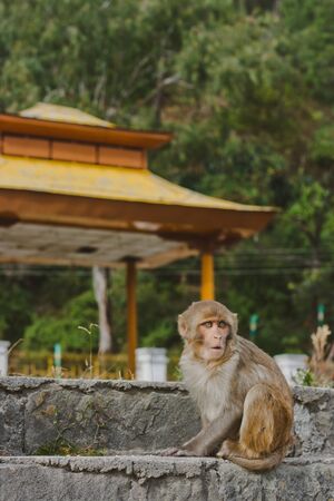 Wild monkey portreit, north Indiaの写真素材