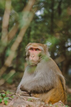 Wild monkey portreit, north Indiaの写真素材