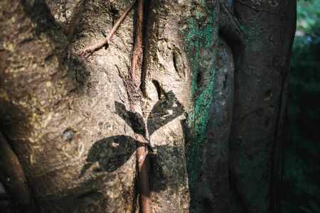 Leaf shadow tree texture