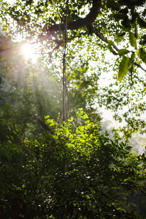 Sun light through the forest, Rishikesh, India