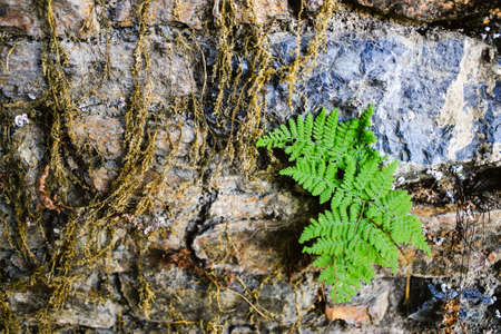 Small leafs growing in a stone wall. Growth concept. Concept of life.の写真素材