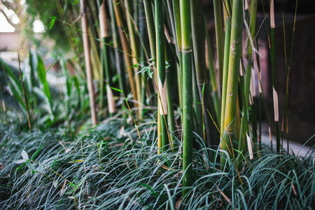 The stems and leaves of bamboo texture, tropical plants in Garden of Dreams park, Kathmandu, Nepalの写真素材