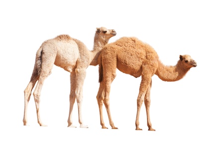 TWo baby camels isolatedの写真素材
